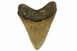 Fossil Megalodon Tooth - North Carolina #328068-1